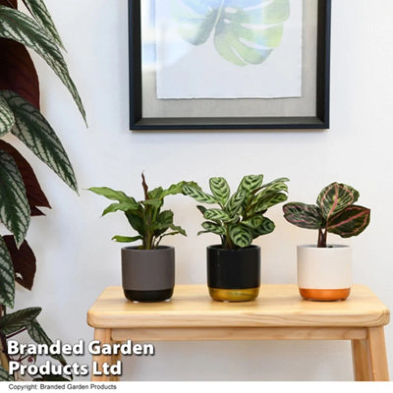 Image of Thompson & Morgan Houseplant Calathea Starter Mix 6Cm Potted Plant X 1