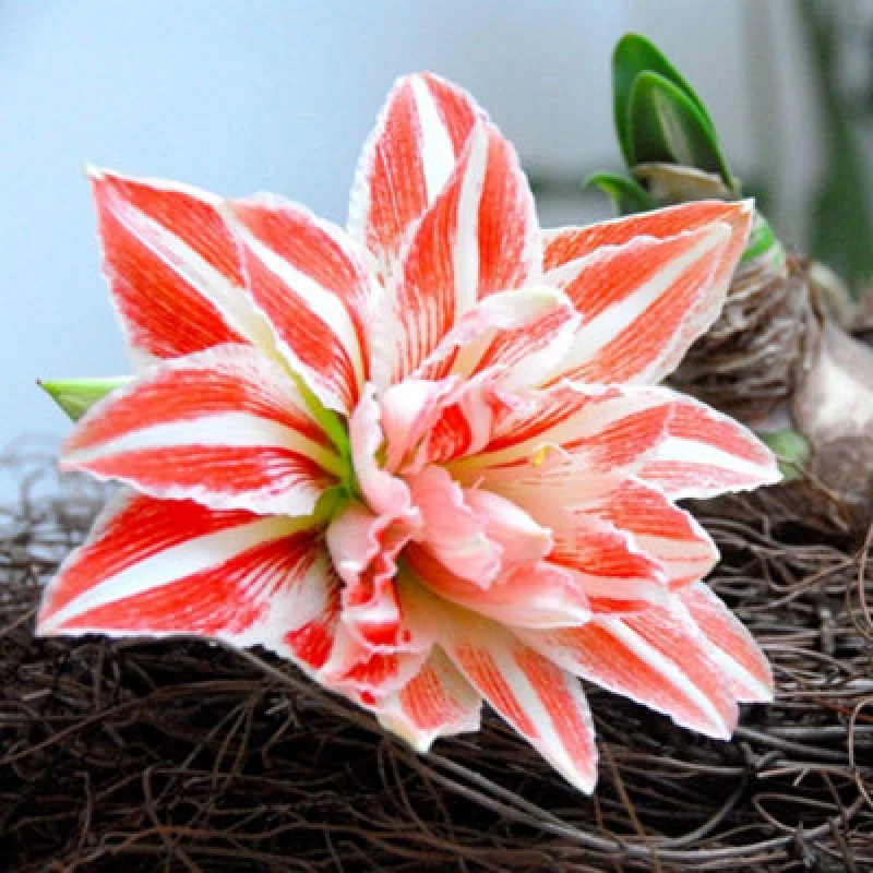 Image of Thompson & Morgan Amaryllis Dancing Queen Bulb - Double Trumpet Red/white Stripes - Indoor Winter/spring Flowers - 1 Bulb