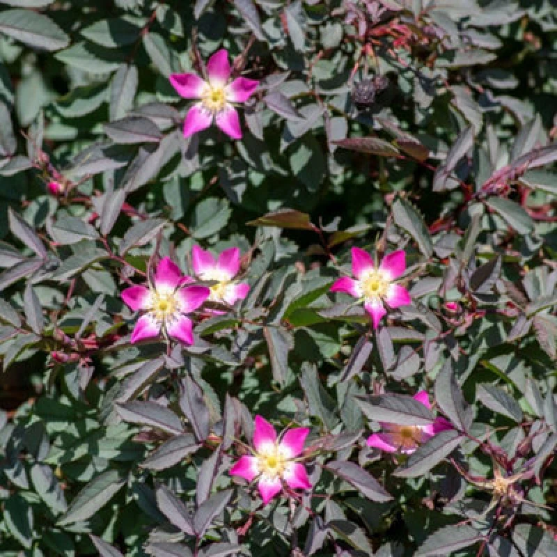 Image of Thompson & Morgan Red Leaf Rose (Hedging) 3 Litre Potted Plant X 2