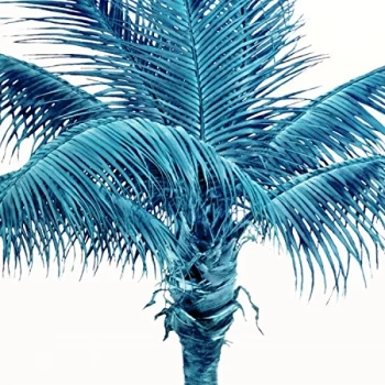 Image of Famy - Famy / We Fam Econo (Vinyl) Vinyl