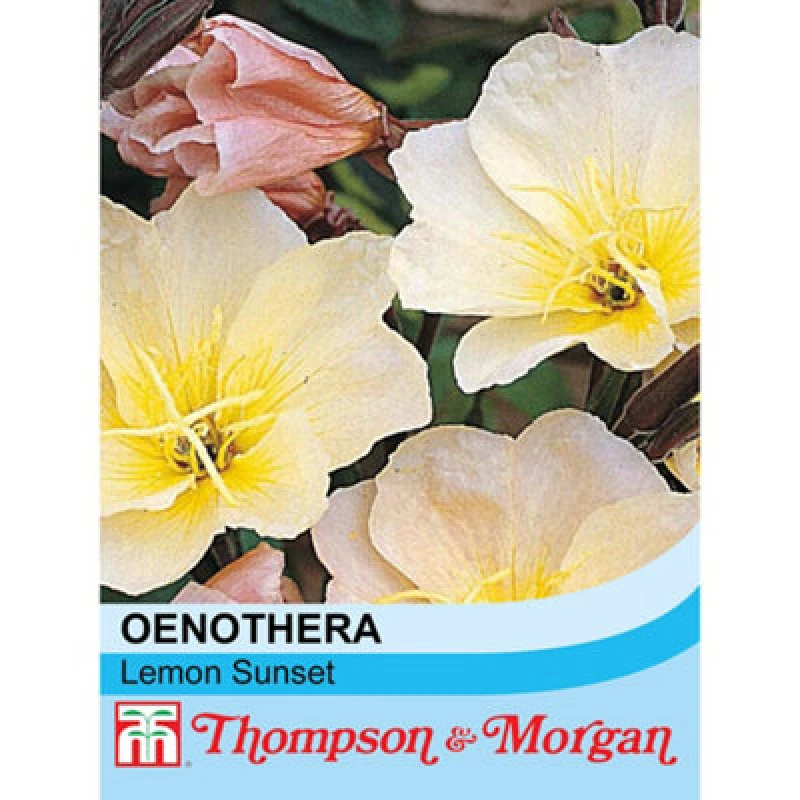 Image of Thompson & Morgan Oenothera Lemon Sunset 1 Seed Packet (30 Seeds)