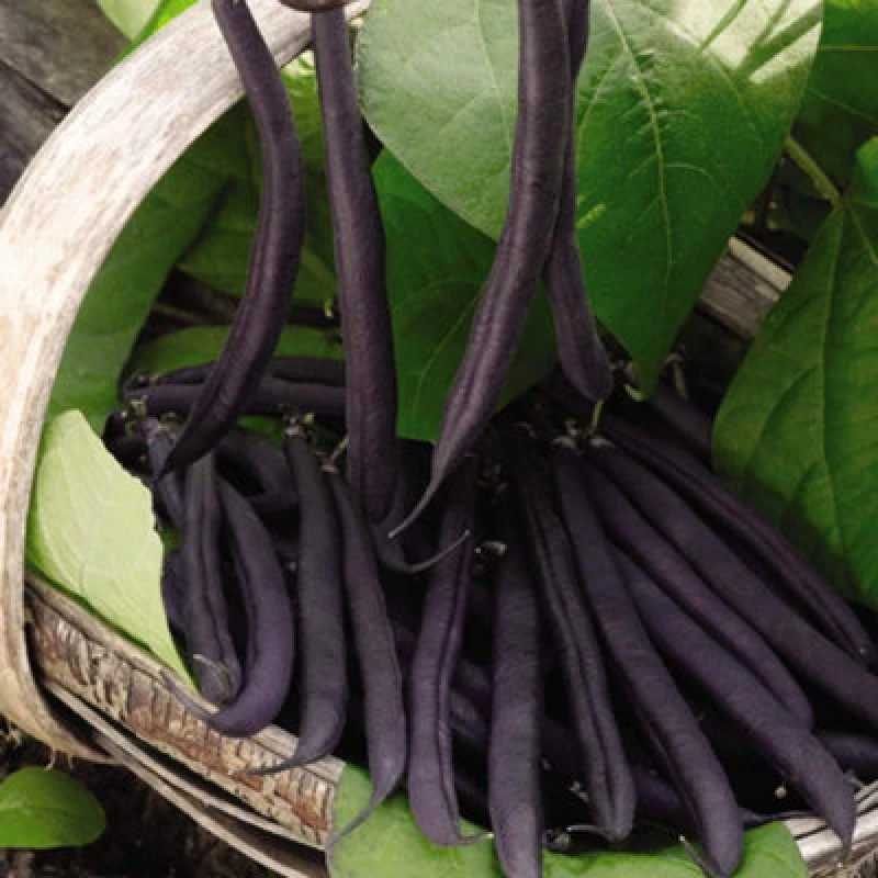 Image of Thompson & Morgan Dwarf Bush Bean Purple Teepee 1 Seed Packet