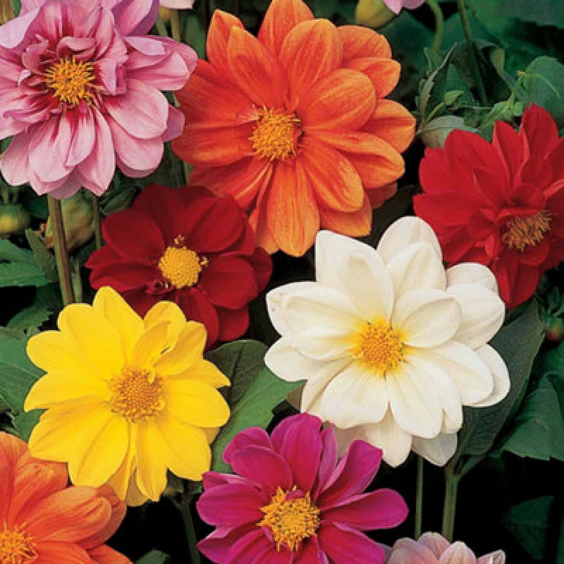 Image of Thompson & Morgan Dahlia Disco Dancer Mix 1 Seed Packet (45 Seeds)