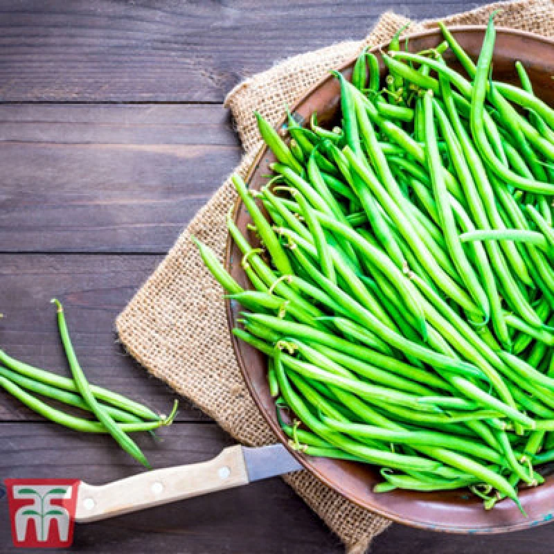 Image of Thompson & Morgan Bean Dwarf French Compass (Green) 1 Seed Packet (40 Seeds)