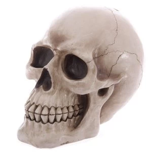 Image of Large Lifesize Human Skull Money Box
