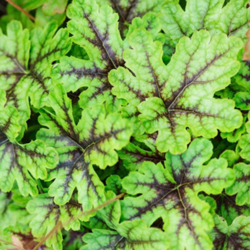 Image of Thompson & Morgan Heucherella Tapestry 9Cm Potted Plant X 1