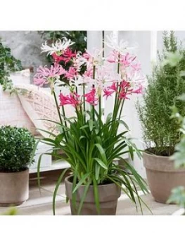 Image of Hardy Nerine (Guernsey Lily) Hybridisers Mix X 10 Bulbs