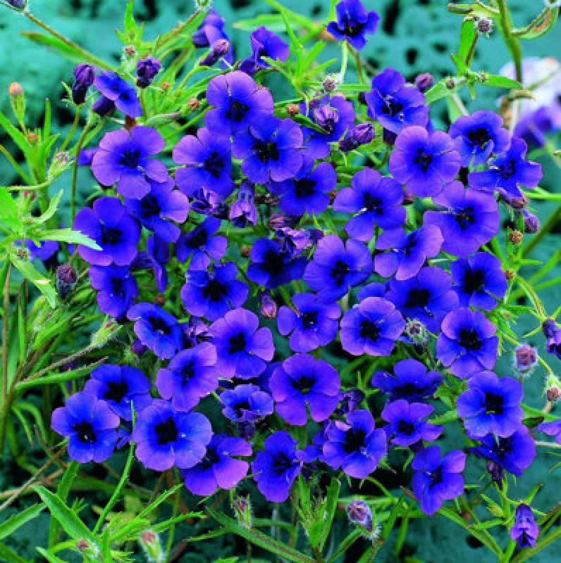 Image of Monopsis Regal Purple Seeds - Midnight Blue Annual Flower For Baskets & Pots - Thompson & Morgan