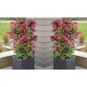 Image of Thompson & Morgan Thompson and Morgan Jasminum officinale 9cm Pot x 1