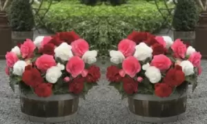 Image of Begonia Nonstop Berries & Cream Mix: 10 Tubers