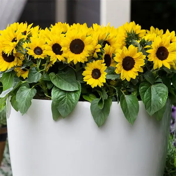 Image of YouGarden Sunflower Sunsation (12 Plug Plants) Garden Flowers and Plants 12 Plug Pl Yellow 40560013000