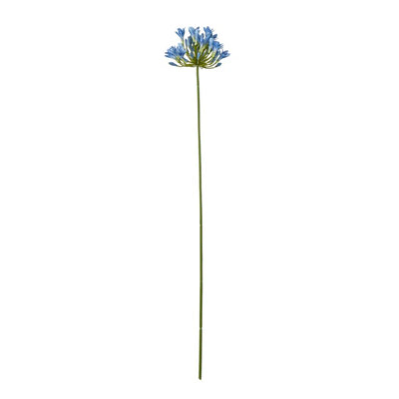 Image of Blue Agapanthus Stem