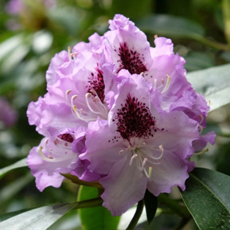Image of You Garden Yougarden Rhododendron 'hybrid Lilac', Established Plant In 15Cm Pot, Ready To Plant, Evergreen Shrub, Early Spring Flowering Plan