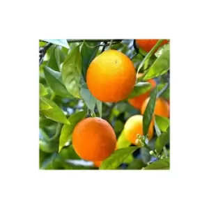 Image of Citrus 'Mandarin' 6L