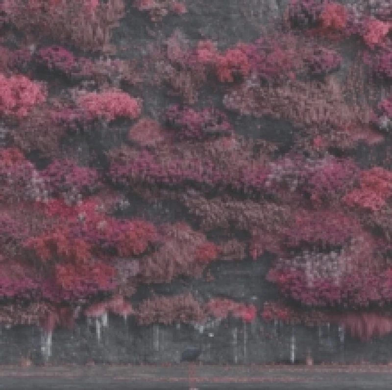 Image of Even in Arcadia CD / Album