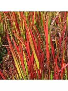 Image of Imperata Cylindrica Red Baron - 2L Pot