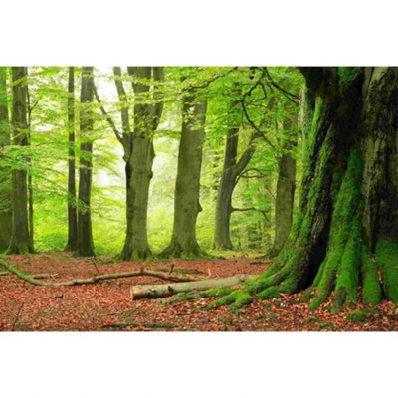 Image of As Creation Forest Digitally Printed Deising