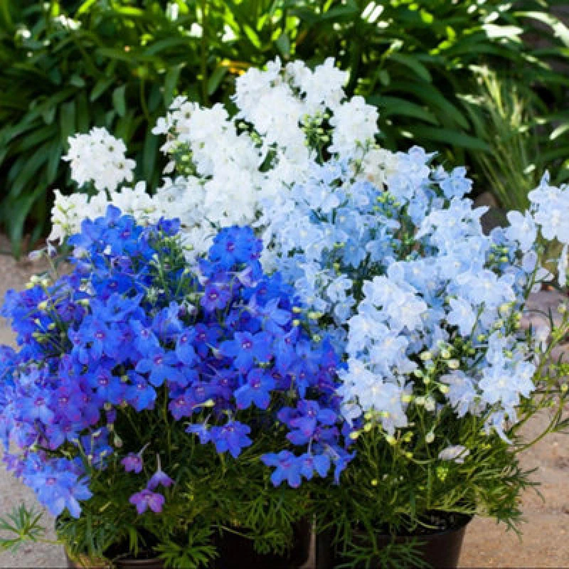 Image of Thompson & Morgan Delphinium Grandiflorum Hunky Dory Mix F1 Seeds - Dwarf Perennial Blue White Blooms 10 Seeds