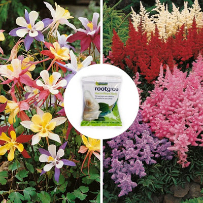 Image of Yougarden 'perfect For Shade' Bare Root Collection, Set Of 15 Hardy Perennials, With Rootgrow Mycorrhizal Fungi 60G Pouch, For Sum