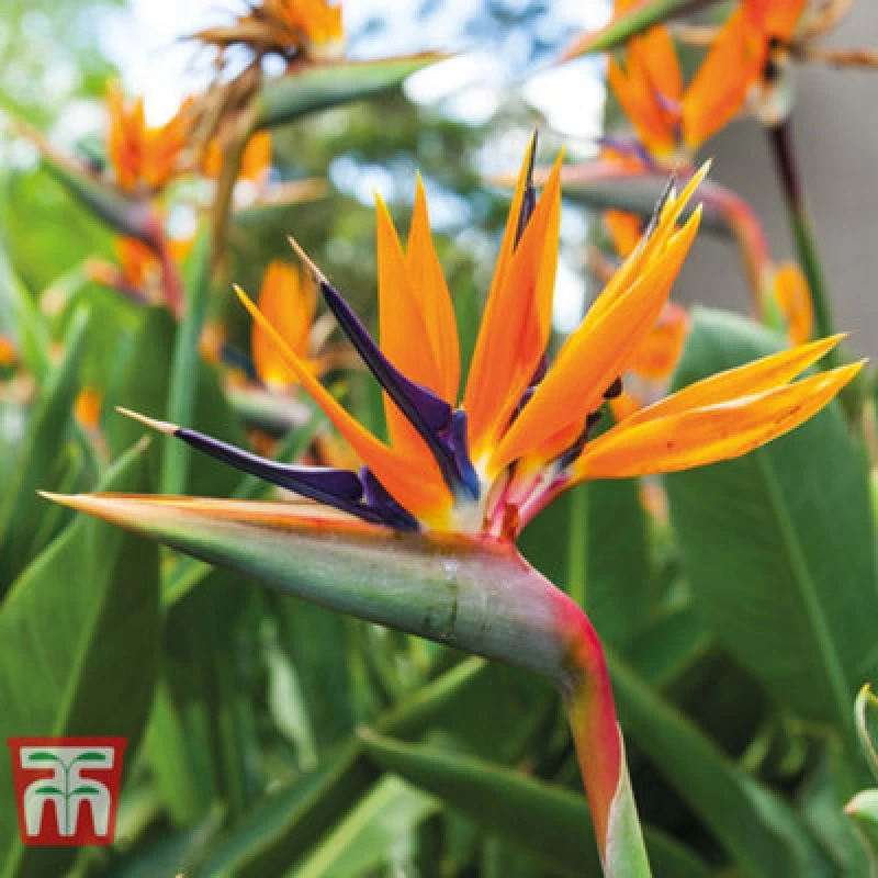 Image of Thompson & Morgan Houseplant Strelitzia Bird Of Paradise 13Cm Pot X 1