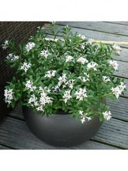 Image of Hardy Fragrant Daphne 'Eternal Fragrance' 9Cm Pot