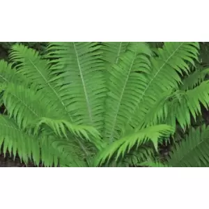 Image of Thompson & Morgan Thompson and Morgan Shuttlecock Fern 9cm - 3 plant