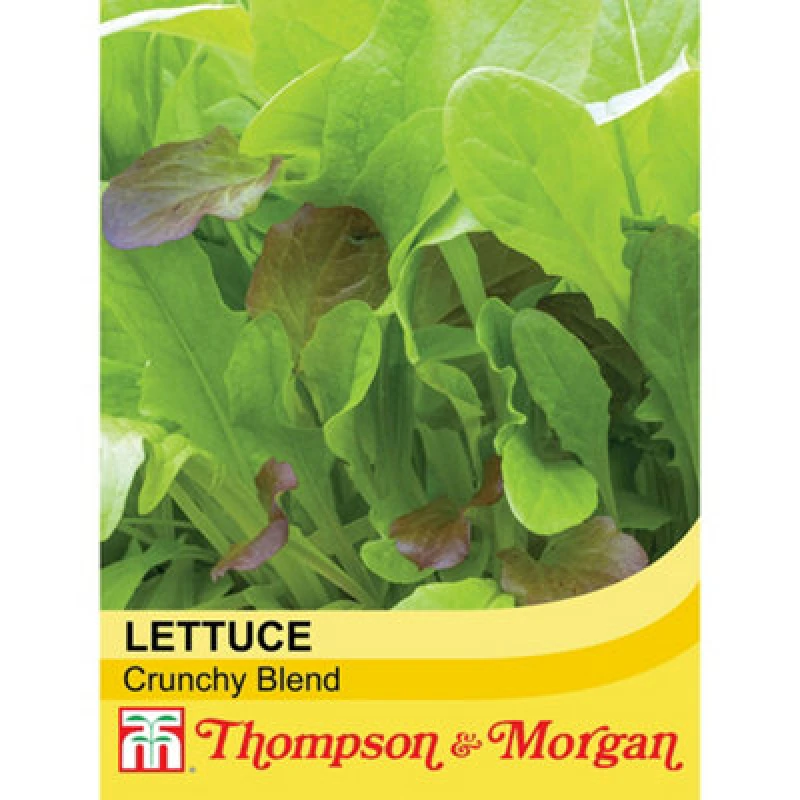 Image of Thompson & Morgan Salad Leaves - Crispy Lettuce Blend 1 Seed Packet (500 Seeds)