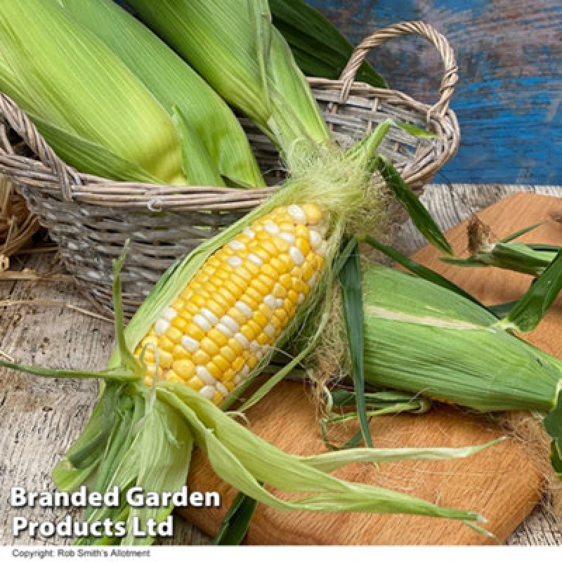 Image of Thompson & Morgan Sweetcorn Pot Of Gold F1 1 Seed Packet (20 Seeds)