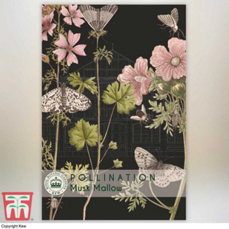 Image of Thompson & Morgan Musk Mallow Promo New Kew Range 1 Packet (40 Seeds)