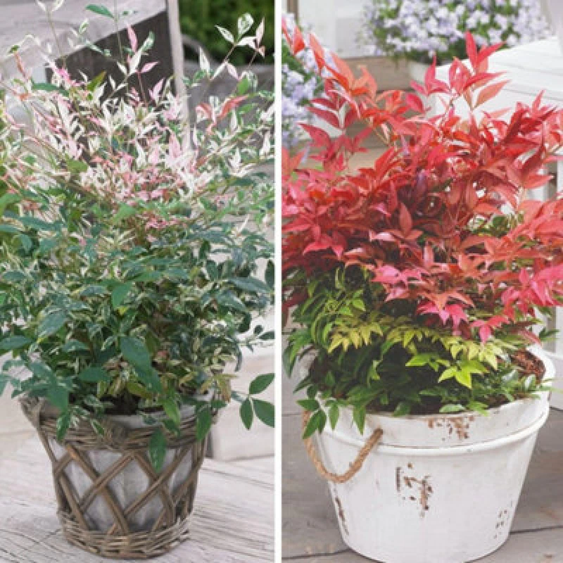 Image of Thompson & Morgan Nandina Duo 9Cm Potted Plant X 2
