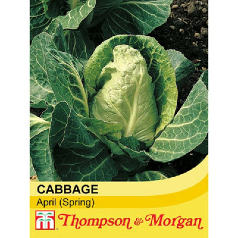Image of Thompson & Morgan Cabbage April 1 Seed Packet (300 Seeds)