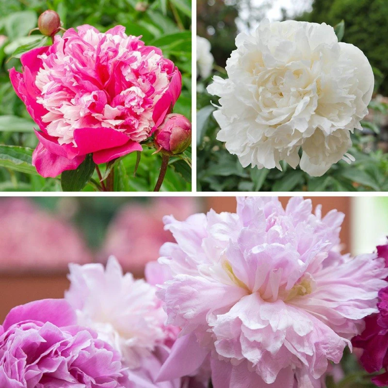 Image of Yougarden Peony Ruffles Bare Root Collection, 3 X Peonies With Fragrant Summer Flowers, Great For Borders And Pots, Hardy Cottage