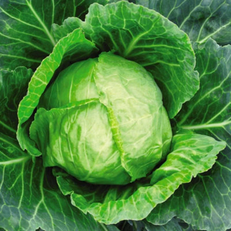 Image of Thompson & Morgan Cabbage Primo 11 1 Seed Packet (200 Seeds)