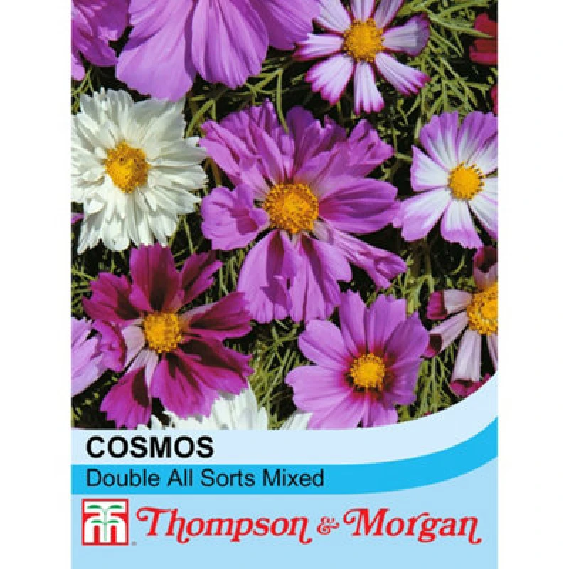 Image of Thompson & Morgan Cosmos Double All Sorts Mixed 1 Seed Packet (75 Seeds)