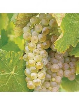 Image of Grape Vine 'Phoenix' 1.8M Tall 5L Potted Plant