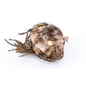 Image of Thompson & Morgan Thompson and Morgan Lily Tree Picasso 3 Bulbs