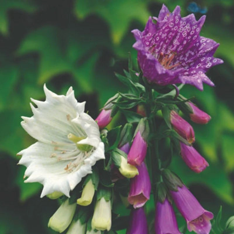 Image of Thompson & Morgan Foxglove Monstrosa Seeds Digitalis Purpurea Tall Spikes Pink Purple White Blooms 100 Seeds