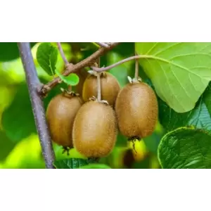 Image of Thompson & Morgan Thompson and Morgan Kiwi Jenny 9cm Pot x 1