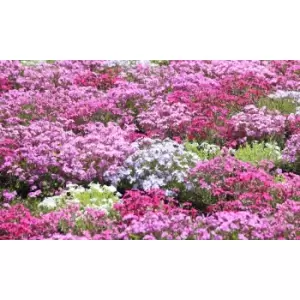 Image of Thompson & Morgan Thompson and Morgan Phlox Creeping Collection 21mm LL Plug x 10