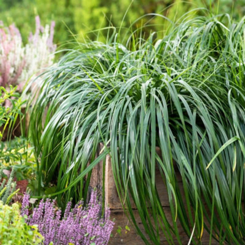Image of Thompson & Morgan Carex Ribbon Falls 9Cm Potted Plant X 2