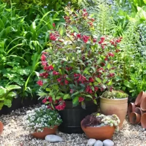 Image of Thompson & Morgan Weigela Camouflage 9cm Pot x 1