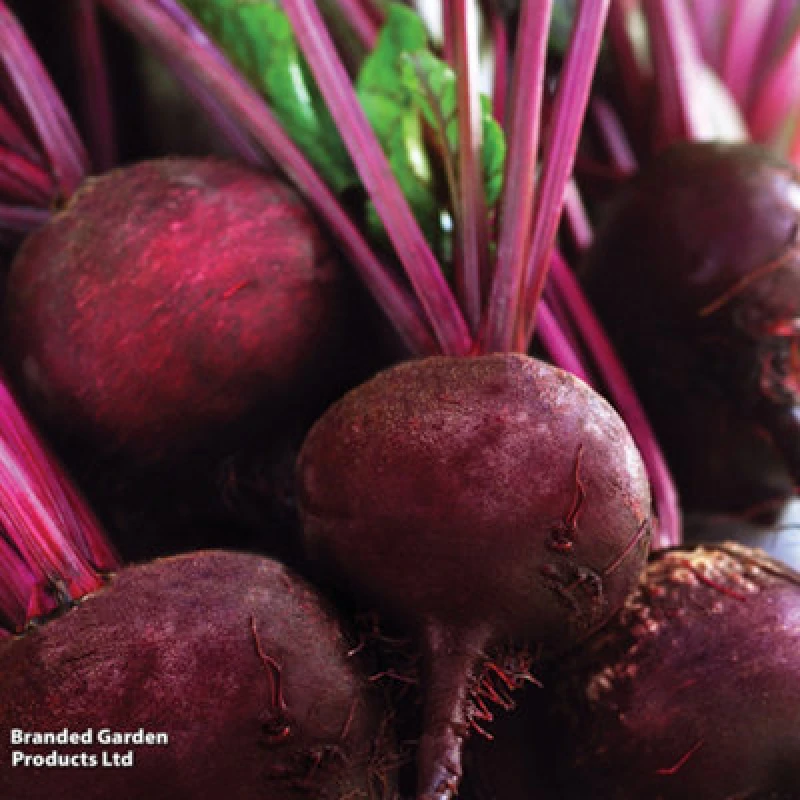 Image of Thompson & Morgan Organic Beet Detroit 2 1 Seed Packet