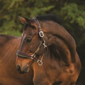 Image of Rambo Padded Headcollar - Witney Gold