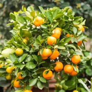 Image of Thompson & Morgan Thompson and Morgan Citrus Tree Collection - Lemon and Orange