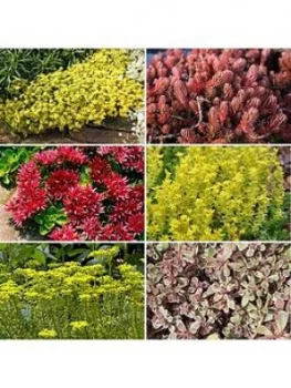 Image of Sedum Carpet Collection 12 Plug Plants