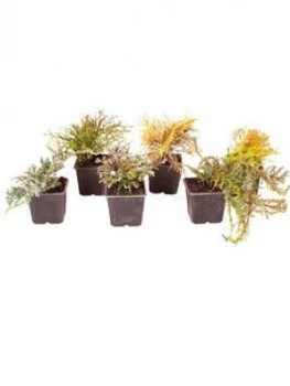 Image of Evergreen Hardy Dwarf Conifer Collection 6 X 9Cm Pots