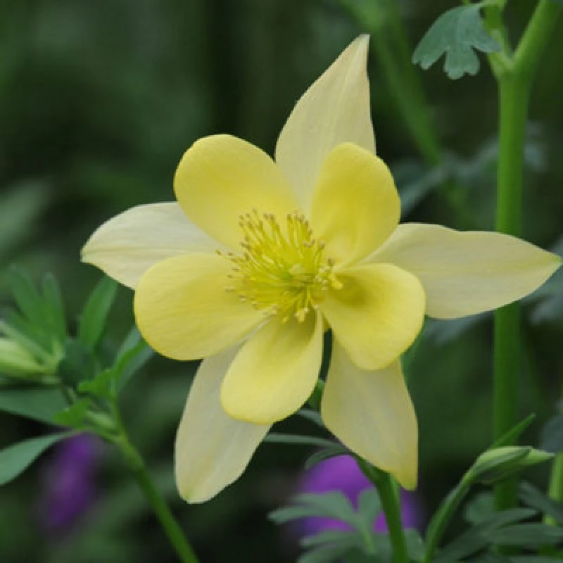 Image of Yellow Columbine Seeds - Hardy Perennial Shade-Loving Flowering Plant. Easy To Grow. 1 Packet (20 Seeds) Thompson & Morgan