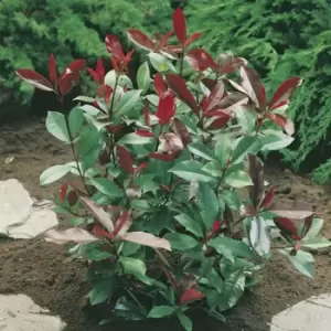 Image of Yougarden Photinia 'Red Robin' Hedging Pack x 10 Plants