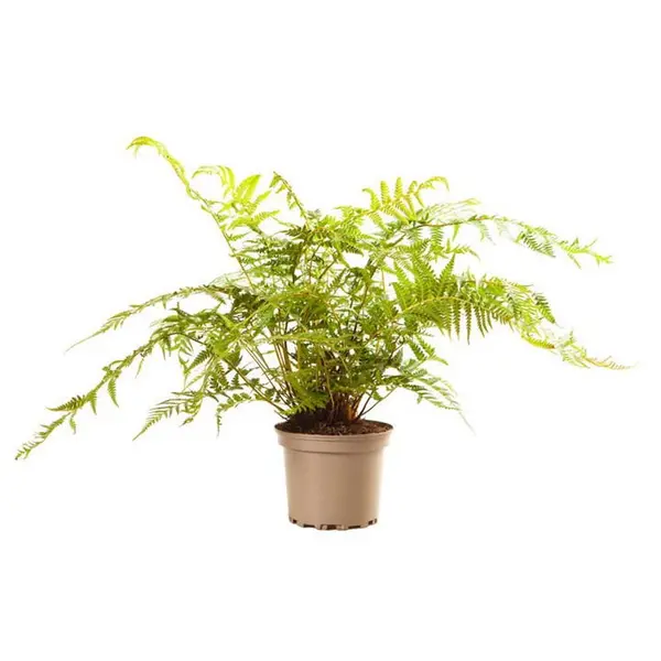 Image of YouGarden Tree Fern Dicksonia antarctica 17cm Trees and Shrubs 17cm Pot Brown 41629305000