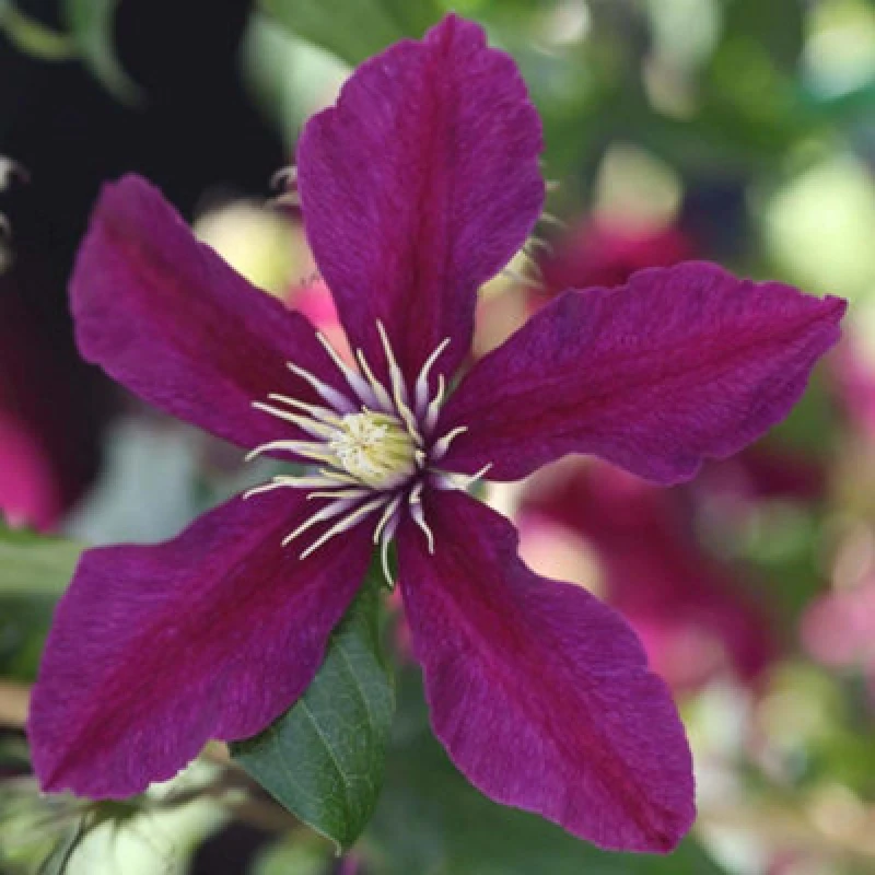 Image of Clematis Niobe Ruby-Red Perennial Climber For Containers/borders 1X 7Cm Pot By Thompson & Morgan